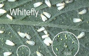 Whiteflies pic