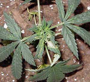 ccopper deficiency 6