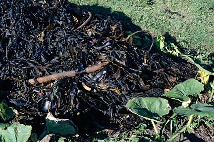 seaweed decaying photo