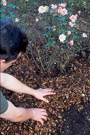 Photo of Gardener touching soil