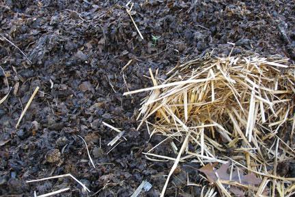 manure and straw photo