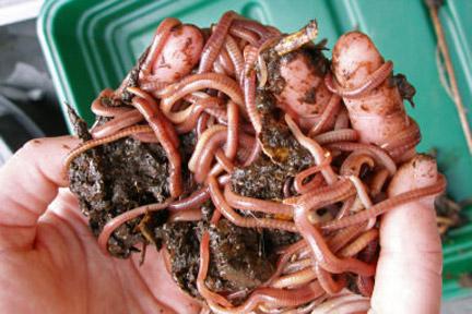 A handful of live worms