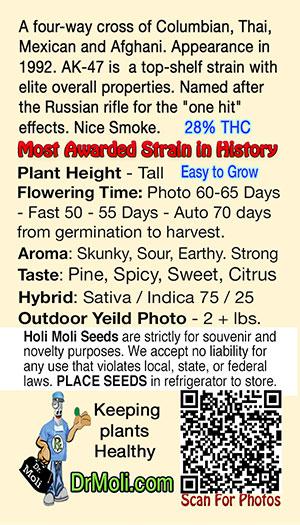 ak-47 auto holi moli card pic back