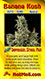 Holi Moli marijuana Card Pic