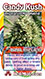 Holi Moli marijuana Card Pic