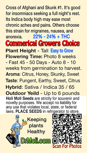 critical mass auto holi moli card pic back