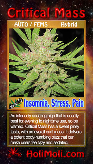 critical mass auto holi moli card pic front