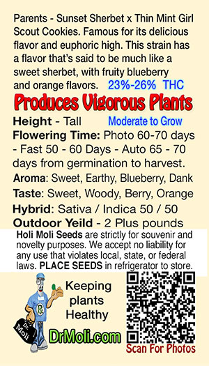 gelato reg holi moli card pic back