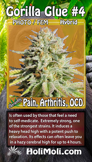 gorilla glue card pic front