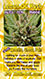 lemon og auto holi moli card