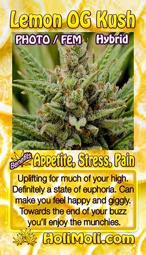 lemon og holi moli card pic front