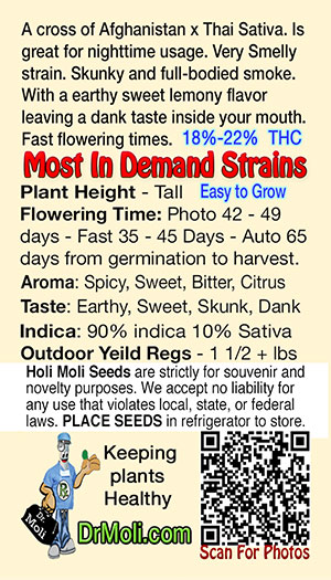 northern lights reg holi moli card pic back