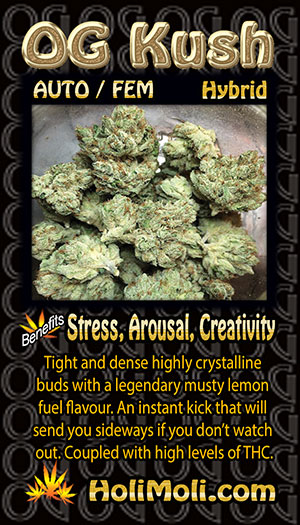 og kush auto holi moli card pic front