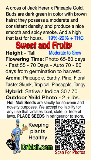 pineapple haze holi moli card pic back