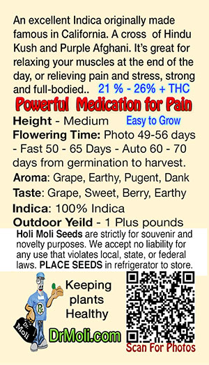 purple kush auto holi moli card pic back