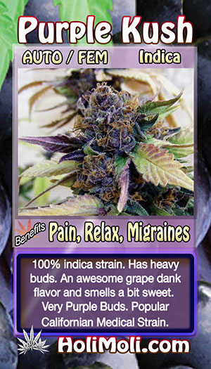 purple kush auto holi moli card pic front