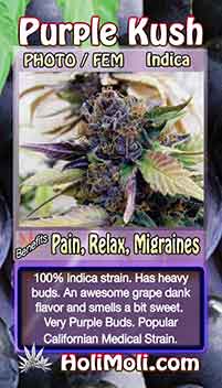 purple kush holi moli card information