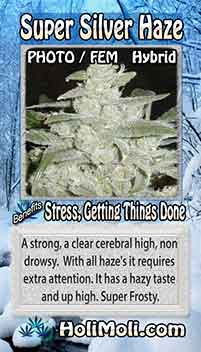 super silver haze holi moli card information