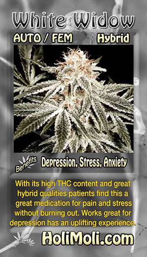 white widow auto holi moli card pic front