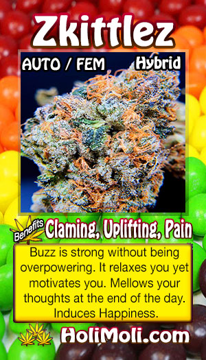 zkittlez holi moli card pic front