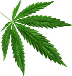 Marijuana Wine: Marijuana Edibles - Cannabis Recipes