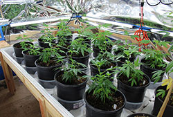 buy weed seeds in Maryland