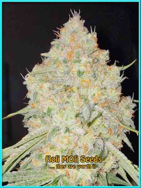 photo of acapulco-gold feminized cannabis bud