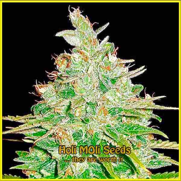 photo of afghan-kush feminized cannabis bud