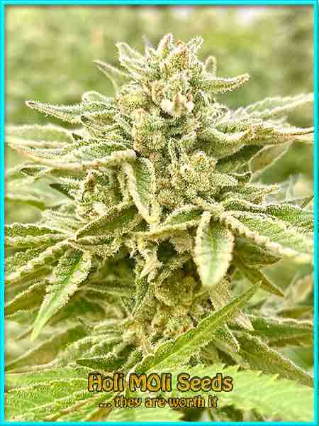 photo of Afghani x Hawaiian x Laos x Jamaica  feminized cannabis bud
