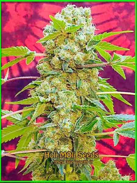 AK-47 cannabis strain photo