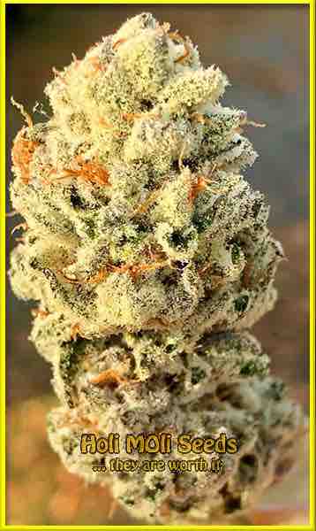 photo of alien-gorilla-glue feminized cannabis bud