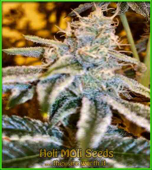 photo of alien-mints feminized cannabis bud