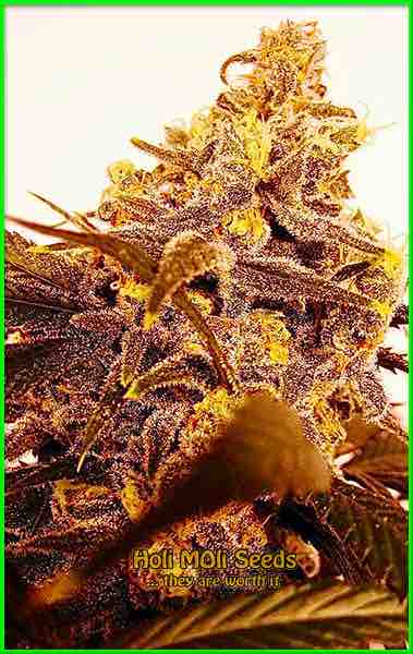 Alien OG cannabis strain photo