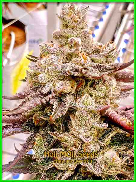 photo of Alien Rock Candy  feminized cannabis bud