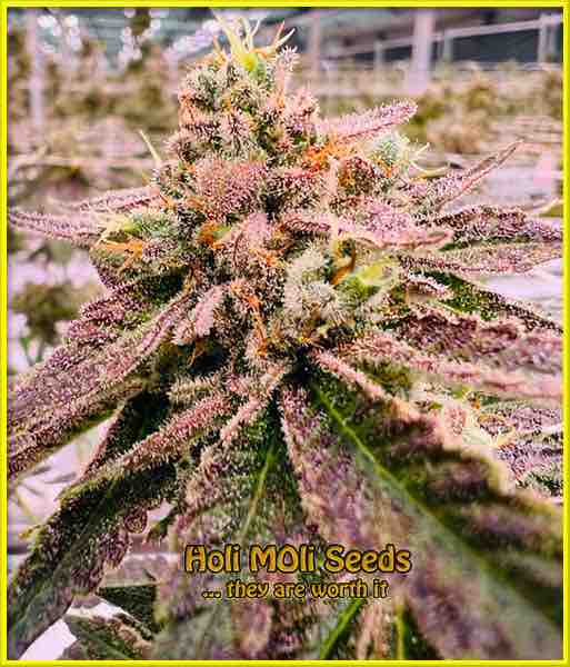 Alien Technology cannabis strain photo