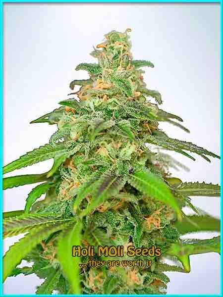 photo of american-haze feminized cannabis bud