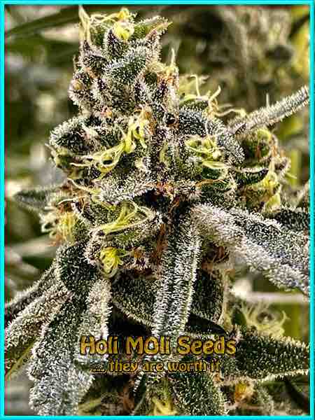 photo of amnesia-lemon feminized cannabis bud