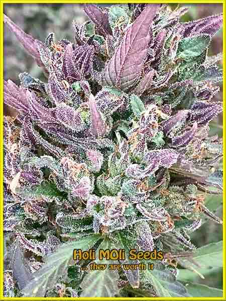 Amnesia Purple cannabis strain photo