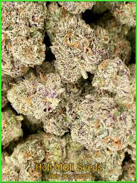 Animal Runtz cannabis strain photo