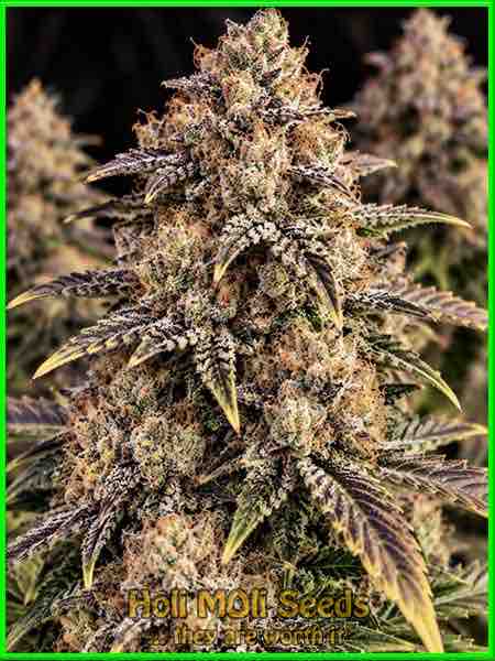 Apples & Bananas cannabis strain photo