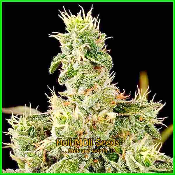 Banana Kush cannabis strain photo