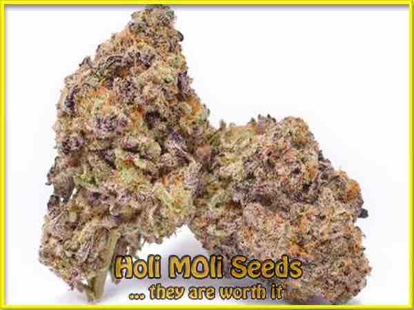 photo of banana original z feminized cannabis bud