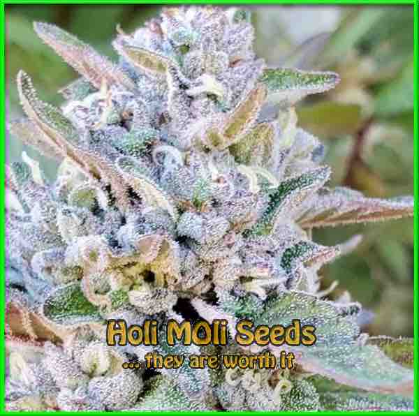 photo of banana-split feminized cannabis bud