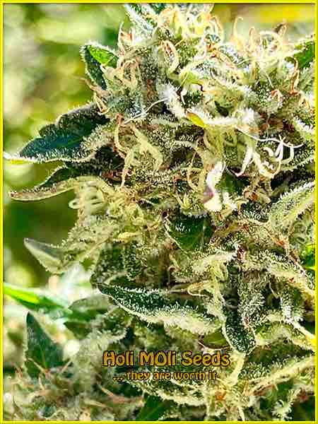 photo of big-bud autoflowering cannabis bud