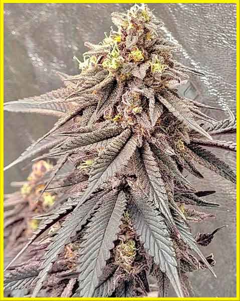 Biscotti cannabis strain photo