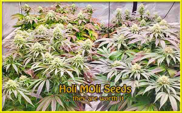 bicotti mintz cannabis strain photo