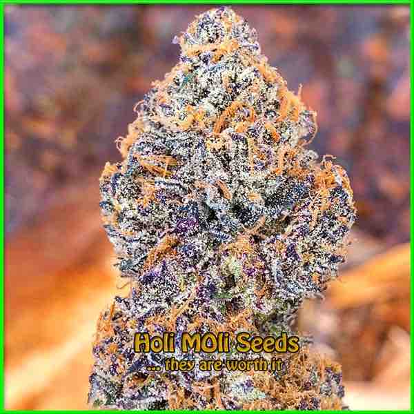 photo of black-cherry-soda feminized cannabis bud