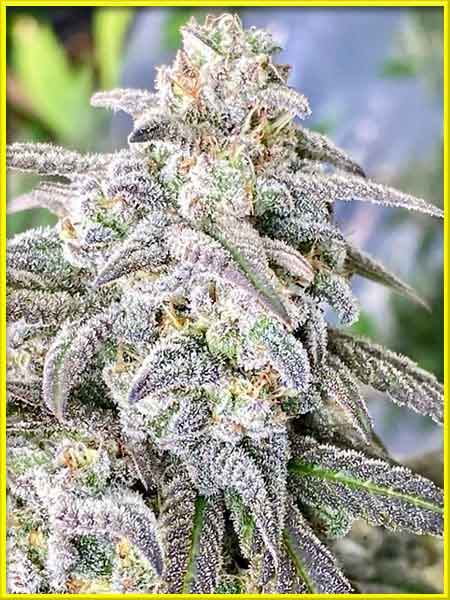 black demon og cannabis strain photo