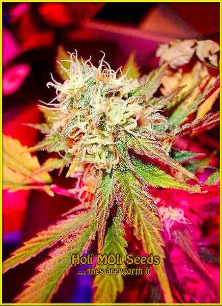 photo of Black Domina fast marijuana bud