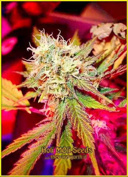 Black Domina